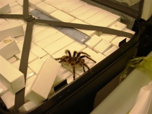 1000 aranhas apreendidas no Aeroporto Tom Jobim