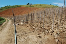 O “Fartura no Campo” disponibiliza equipamentos para preparo do solo, aração, apoio operacional e técnico, corretivo do solo com calcário e adubo, construção de reservatório para irrigação e outros serviços
