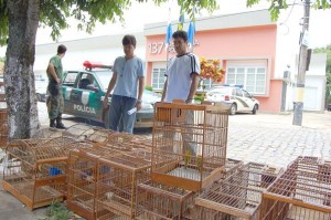 Pássaros Animais foram levados para a Delegacia de Miracema - (Foto: Jornal Dois Estados)