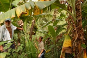 Agricultura O produtor de bananas Jader da Silva (E) está satisfeito com a assistência recebida dos técnicos que fazem parte do programa “Fartura no Campo”