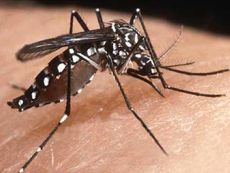 Dengue Vigilantes estão à caça dos mosquitos em Itaperuna