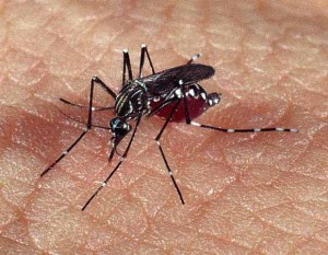 Dengue A doença já atacou este ano mais que todo o ano de 2009 em Porciúncula