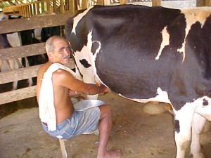Leite Produtores sofrem com a questão do leite em Itaperuna