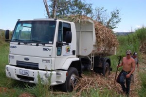 Agricultura O único trabalho que o produtor tem é cortar e plantar a cana. O restante do processo é cedido pela Secretaria de Agricultura de Itaperuna