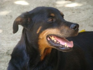 Vacinação contra a raiva animal será realizada em Itaperuna