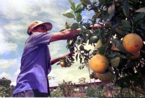 Dia de Campo Dia de Campo será realizado no Noroeste Fluminense