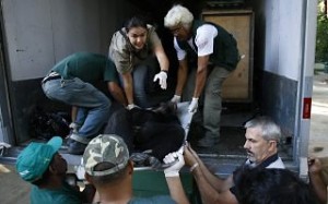 Sedado o chimpanzé Jimmy, que já foi motivo de contenda judicial entre o Ibama e o zoológico, foi levado Sedado o chimpanzé Jimmy, que já foi motivo de contenda judicial entre o Ibama e o zoológico, foi levado