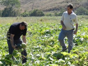 Já foram colhidas 10 toneladas de abóbora. O secretário Décio acredita que o total da produção dos assentamentos deva ultrapassar 100 toneladas
