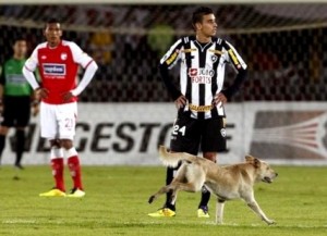 Cachorro invadiu o jogo entre Santa Fé e Botafogo e deu olé nos jogadores Cachorro invadiu o jogo entre Santa Fé e Botafogo e deu olé nos jogadores