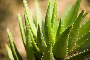 Anvisa proíbe alimentos e bebidas à base de Aloe vera Anvisa proíbe alimentos e bebidas à base de Aloe vera