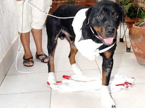 Rottweiller arrastado pelo dono em uma caminhonete não resiste aos ferimentos e morre Rottweiller arrastado pelo dono em uma caminhonete não resiste aos ferimentos e morre
