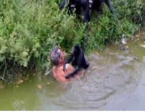 Bêbado invade área dos macacos em zoo e leva uma surra dos bichos Bêbado invade área dos macacos em zoo e leva uma surra dos bichos