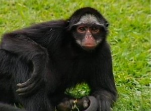O macaquinho batedor foi apelidado pelos visitantes de "Cigano" por causa do lutador de UFC O macaquinho batedor foi apelidado pelos visitantes de "Cigano" por causa do lutador de UFC
