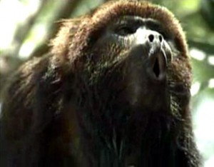 Macaco aproxima de população em Itaperuna e órgãos ambientais não dão respostas Macaco aproxima de população em Itaperuna e órgãos ambientais não dão respostas