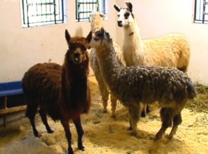 Já estão em zoológico os animais apreendidos em sítio de bicheiro