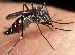 Bactéria e novas vacinas podem livrar Brasil da dengue em poucos anos, prevê Ministério da Saúde Bactéria e novas vacinas podem livrar Brasil da dengue em poucos anos, prevê Ministério da Saúde