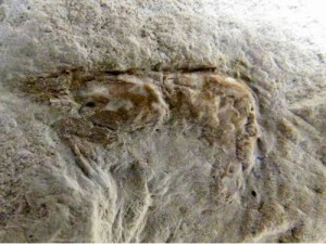 Pesquisadores brasileiros descobrem no Ceará fóssil de mais de 100 milhões de anos