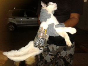 Agente penitenciário prende gato com serras e celular entrando em presídio de Arapiraca  (Foto: Divulgação/Superintendência Geral do Sistema Penitenciário de Alagoas )
