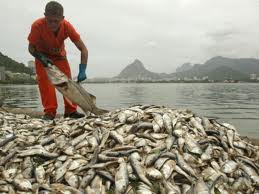 Noventa garis e três catamarãs trabalham na retirada de peixes mortos na Lagoa no Rio de Janeiro