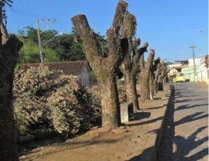 População se revolta em Retiro do Muriaé com podas fora do padrão das árvores