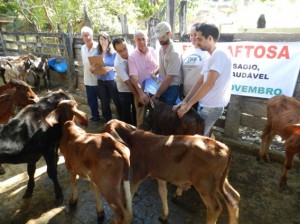 Secretaria de Agricultura faz campanha contra febre aftosa em Itaperuna