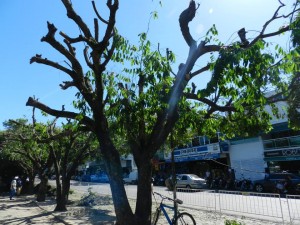 População de Itaperuna se revolta com "podas" irregulares de árvores por parte da Prefeitura - Foto: Ascom/PMI