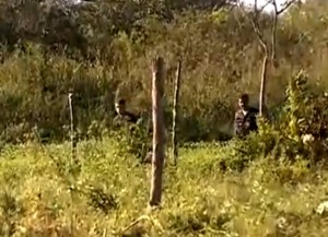 Policial depois de trocar tiros com bandidos é atacado por abelha e morre