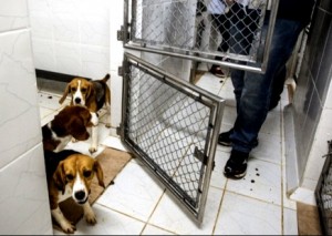 MP investiga desde o ano passado laboratório invadido por ativistas de defesa dos animais