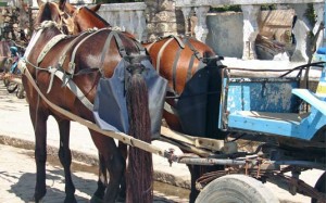 Vereador de Itaperuna quer colocar fraldas em cavalos