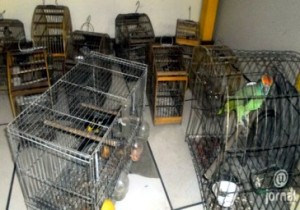 Polícia Ambiental apreende pássaros silvestres em Itaperuna