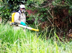 Secretaria de Saúde de Itaperuna realiza operação para combate ao mosquito da dengue