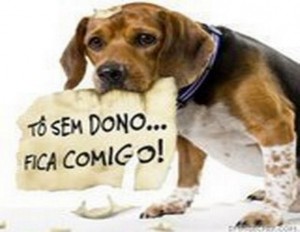 Campanhas de adoção de Cães e Gatos no Rio e em Niterói