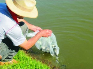 Projeto "Bio Pomba" deve revitalizar e soltar no rio de Santo Antônio de Pádua mais de 1 milhão de peixes